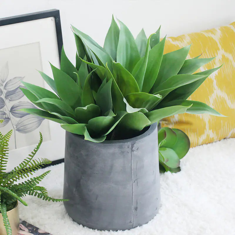 Agave GreenEase Decor