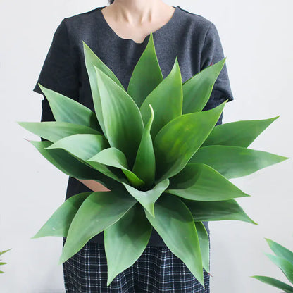 Agave GreenEase Decor
